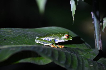 Photo for Trujca aba - zielona abka egzotyczna z Kostaryk - Royalty Free Image