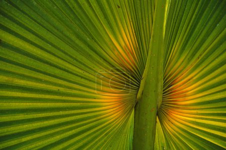 Foto de Fraktale w naturze - li palmy - Imagen libre de derechos