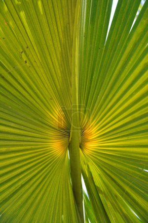 Téléchargez les photos : Wzory fraktalne w naturze - li palmy - en image libre de droit