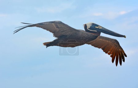 Pikny pelikan w locie - Meksyk