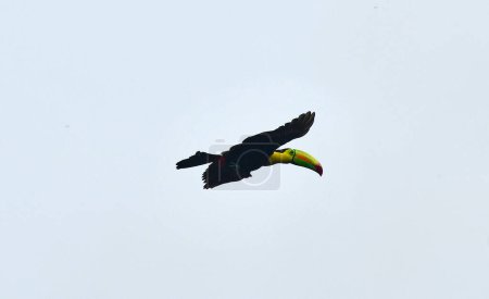Egzotyczny ptak tukan podczas lotu