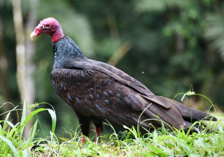 Dziki ptak kostarykaski - Spnik rowogowy Cathartes aura