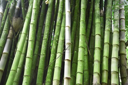 Bambusy w lesión bambusowym