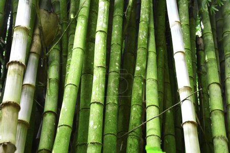 Bambusy w lesie bambusowym