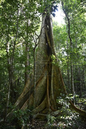 Téléchargez les photos : Egzotyczne drzewo w dungli - en image libre de droit