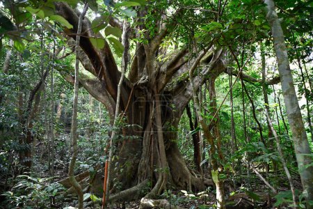 Téléchargez les photos : Niesamowite drzewo w kostarykaskim lesie deszczowym - en image libre de droit