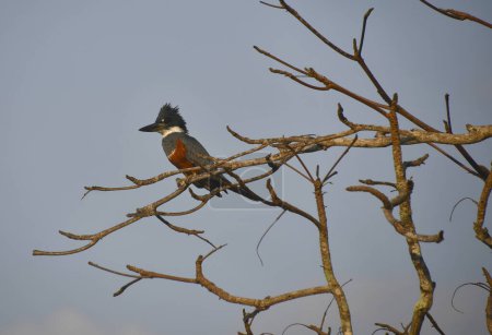 Téléchargez les photos : Egzotyczny ptak w Kostaryce - en image libre de droit