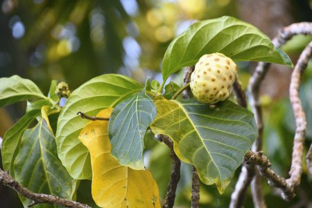 Téléchargez les photos : Egzotyczny owoc, egzotyczna rolinno - en image libre de droit