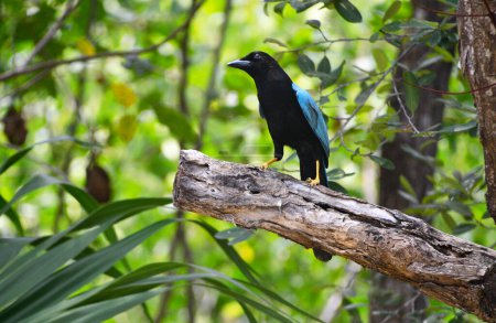 Egzotyczny ptak z niebieskimi skrzydami w lesie tropikalnym