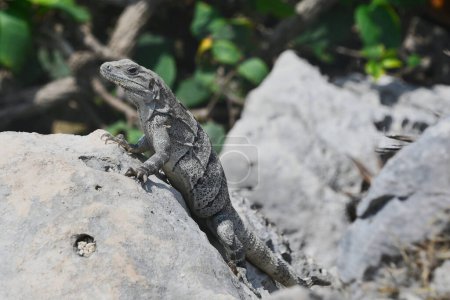 Iguana wygrzewa si na kamieniach