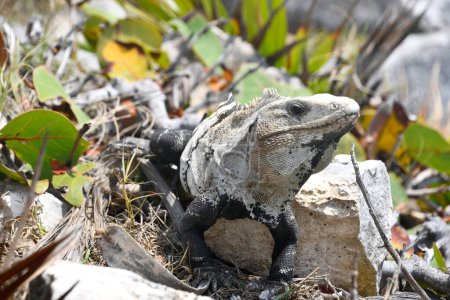 Dorosa iguana wygrzewa si w Socu