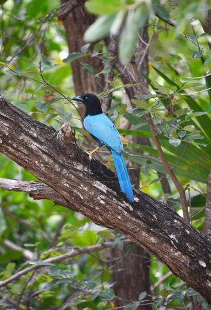 Egzotyczny niebieski ptaszek w Kostaryce