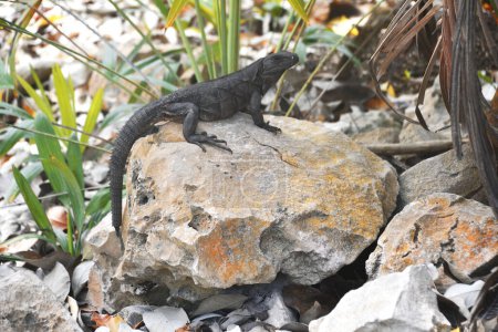 Czarna iguana na kamieniu