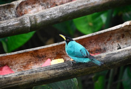 Kolorowy ptaszek z niebieskimi skrzydami