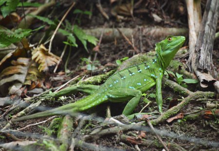 Téléchargez les photos : Zielony bazyliszek w lesie deszczowym - en image libre de droit