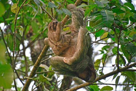Dwa leniwce, Leniwiec na drzewie w lesie deszczowym - Kostaryka