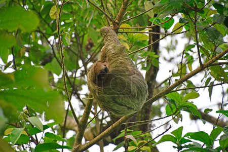 Téléchargez les photos : Leniwiec na drzewie w lesie deszczowym - Kostaryka - en image libre de droit