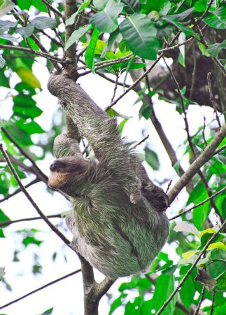 Téléchargez les photos : Leniwiec na drzewie w lesie deszczowym - Kostaryka - en image libre de droit