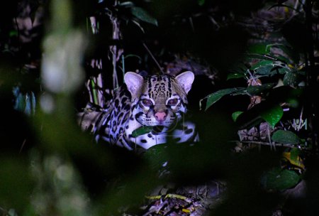 Téléchargez les photos : Ocelot noc w lesie deszczowym w Kostaryce - en image libre de droit