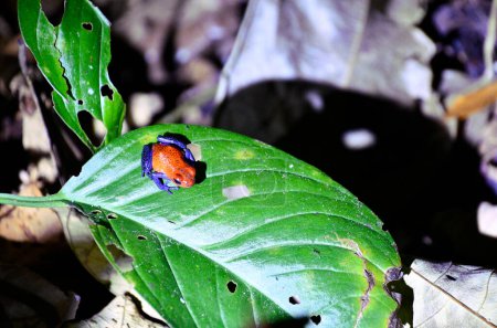 Photo for Trujca czerwona aba w niebieskich dinsach - las deszczowy - Royalty Free Image