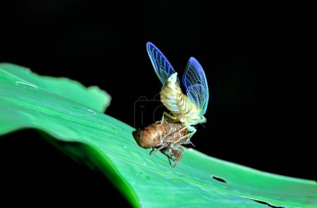 Owad z niebieskimi skrzydekami w nocy w lesie deszczowym