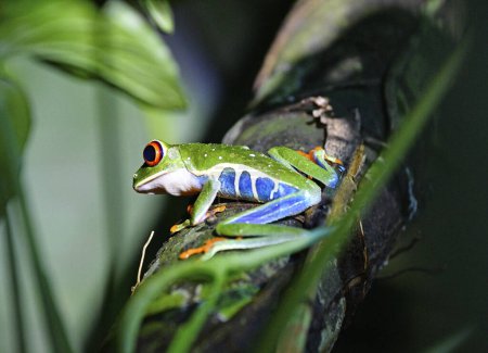 Téléchargez les photos : Trujca zielona aba w lasach deszczowych - en image libre de droit