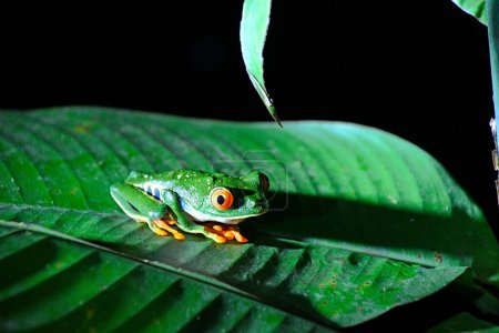 Photo for Trujca zielona aba w lasach deszczowych - Royalty Free Image