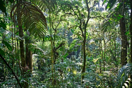 Téléchargez les photos : Egzotyczna sceneria tropikalnej dungli - en image libre de droit