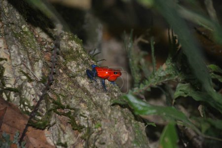 Photo for Czerwona aba w niebieskich dinsach - Lasy deszczowe Kostaryki - Royalty Free Image