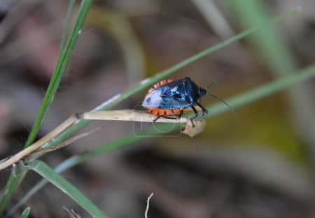 Kolorowy owad w lesie zwrotnikowym