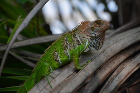Pikna moda zielona iguana - legwan zielony w Kostaryce