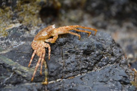 Krabbe na skaach - wybrzee morza karaibskiego
