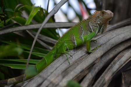 Téléchargez les photos : Moda iguana zielona - Legwan - en image libre de droit