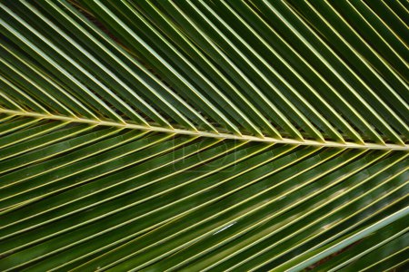 fraktale w naturze - li palmy