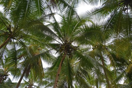 Licie palmy kokosowej w lesie palmowym