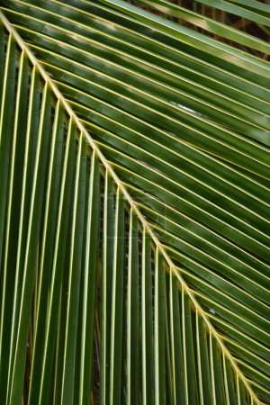 Li palmy - fraktalne wzory