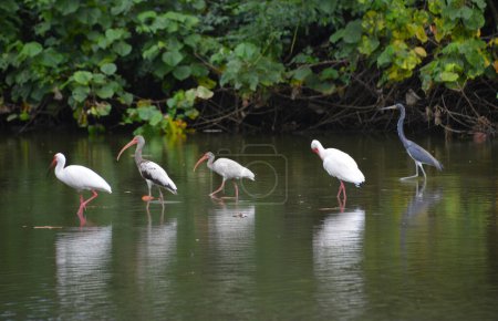 Egzotyczne ptaki, czapla, ibis w lesie deszczowym
