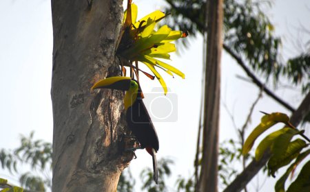 Tukan na drzewie w dungli
