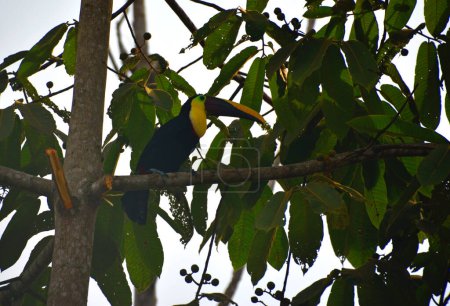 Téléchargez les photos : Tukan na drzewie w lesie deszczowym - en image libre de droit