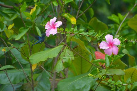 Koliber w lesie deszczowym wypija nektar kwiatowy