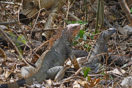 Téléchargez les photos : Dwie iguany w lesie deszczowym w Kostaryce - en image libre de droit