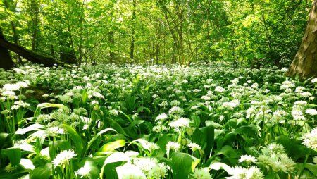 Photo for Woodland Essence: Allium Ursinum Flourishing in Enchanted Forest Ambiance - Royalty Free Image