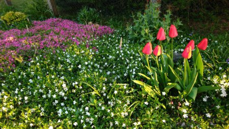 Florece Abundante: Un Caleidoscopio de Colores en el Espectáculo del Jardín de Flores