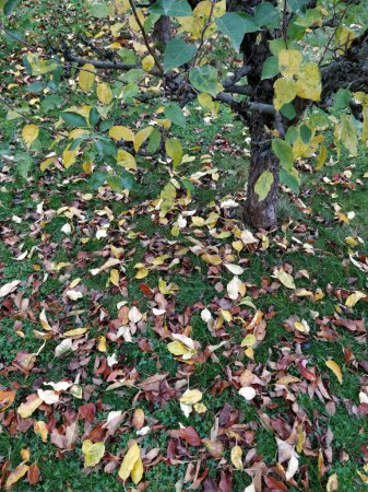 Herbstsymphonie: Ein Teppich aus umgefallenen Blättern im Wandteppich der Natur