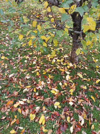 Autumn's Carpet: A Serene Scene of Fallen Leaves in Nature's Grace
