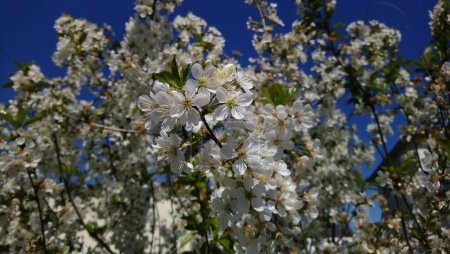 Sinfonía Blossom: Una cautivadora muestra de flores de cerezo en la elegancia de la naturaleza