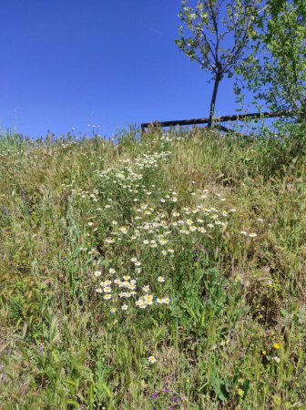 Scentless Charm: Graceful Scentless Chamomile in Nature's Serene Landscape