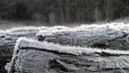 rime ice after night on a old log