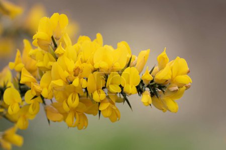 ulex europaeus gelbe Blüten