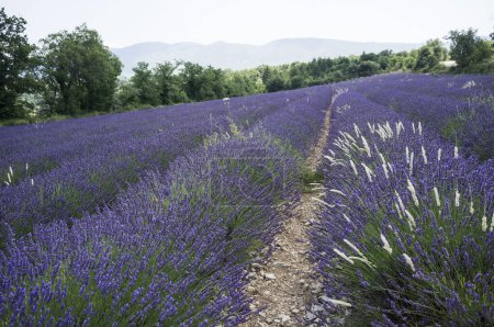 field of Levander in South of France